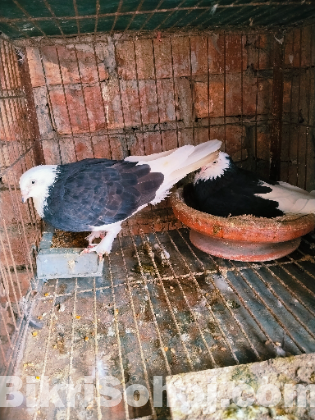 গররা কবুতর